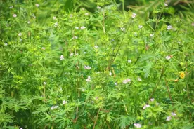 孝南朱湖：乡村滋味老鹳草图片