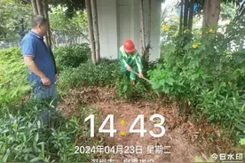 深圳龙华城管回应“暴雨天浇花”：雨水淋不到桥下的植物图片