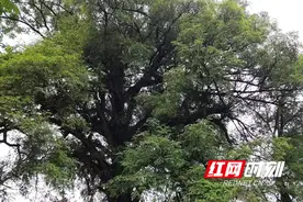 东安县开展古树名木保护工作图片