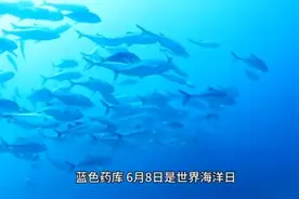 新知｜文蛤海鞘竟是抗癌小能手？蓝色“药库”真神奇图片