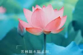 海报图品｜夏至话习俗图片