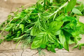 这些“野菜”，别碰、别吃！图片
