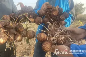 辨词：芋艿是啥？和洋芋一样吗？图片
