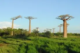 中外科学家携手研究，猴面包树“祖籍”终于查明了图片