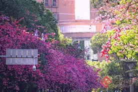 来昆明，走花路，赏春天！图片