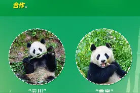 大熊猫云川鑫宝将赴美为期10年图片
