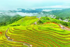 浙江欢庆“中国农民丰收节”  千村万村，喜看稻菽千重浪图片