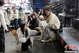 上海：萌宠模特海选走秀图片