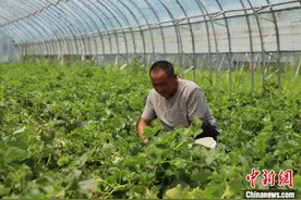 （身边的变化）这个“村长”带钱来：点燃田间地头的致富梦图片