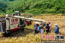 贵州沿河：2万余亩小麦收割忙图片