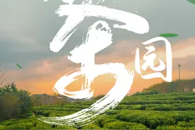 立春，海南早春茶正当时图片