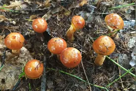 辉南县蘑菇朵朵开，村民腰包鼓起来图片