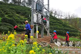 国网郧西县供电公司：电靓神雾岭 春茶又飘香图片