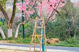 武汉一赏樱点为游客提供梯子拍照？园方否认：不仅违规还有安全隐患，会制止图片