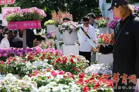 繁花盛会、6个全球首发！新优花卉品种集中在西安植物园展示图片