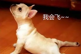 泪目！狗狗突然“下腰”，背后真相有这些图片
