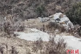 青海湖畔牧民拍摄到雪豹身影图片