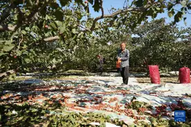 河北清河：山楂丰收图片