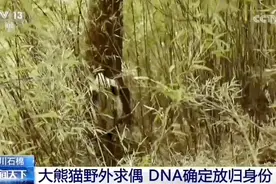 熊猫：“妈妈，这两只好像有点怪”图片