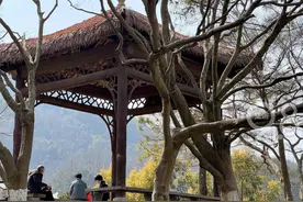西湖边的顶流回来了！即将人山人海……图片
