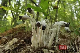 罕见！国家近危级珍稀植物水晶兰现身湖北堵河源图片