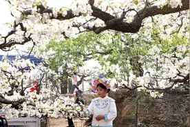 河北肃宁：梨花芬芳引客来图片
