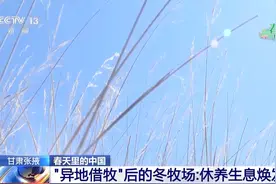 异地借牧后“牦牛专车”发车回家啦 其中还有三位“特殊乘客”图片