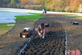杭州太子湾郁金香花开种 40万种球促“最美春天”诞生图片
