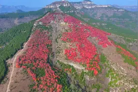 潍坊青州：美景如画 红叶醉人图片