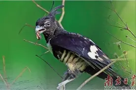 生态半岛再现疯狂动物城奇观图片