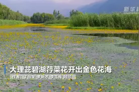 大理茈碧湖荇菜花开出金色花海图片