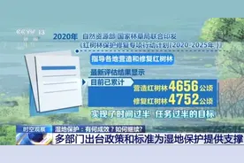 植被恢复 鸟类增加……保护湿地，我们还能做些什么？图片