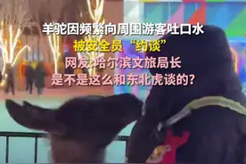 羊驼因频繁向周围游客吐口水被安全员“约谈”，网友:哈尔滨文旅局长是不是这么和东北虎谈的?图片