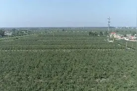 运城盐湖区龙居镇红香酥梨丰收甜人心！百姓增收笑开颜！！！图片