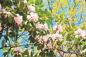 春日赏花盛宴即将开启 周至推出赏花指南帮你“划重点”图片