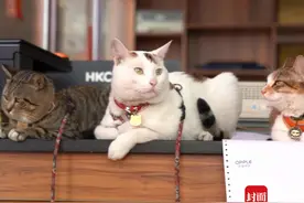 灵感中国Inspiration｜卡车猫王：一个人与三只猫的流浪生活图片