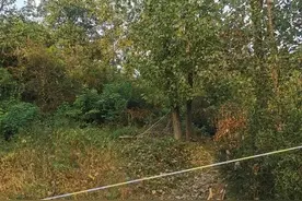 痛心！夫妻被蜂蜇伤双双去世，警方介入图片