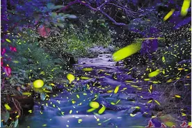 端州城区成了萤火虫的家图片
