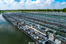 江苏多地大闸蟹推迟上市 青蟹、梭子蟹等海蟹已就位图片
