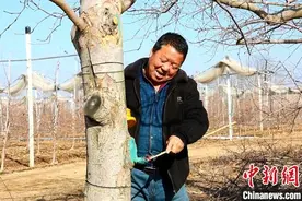 （乡村行·看振兴）延安洛川：“苹果之乡” 抢抓农时春耕忙图片