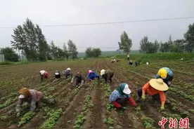 吉林紫苏叶出口记：为韩国烤肉增香图片
