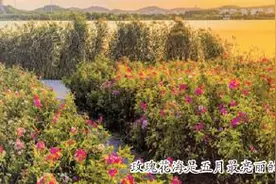自带香气！ 这样的济南，爱了！图片