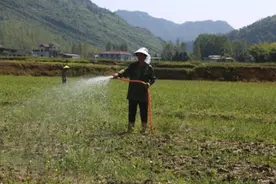 重庆酉阳县：齐心协力战高温，多措施保障油茶产业生产图片