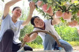 惠民：黄河岸边果飘香 果农采摘正当时图片