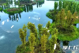 望城：大泽湖近自然湿地公园成羽翼天堂图片