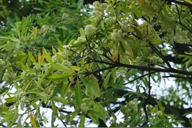 味道犹如风油精炒排骨！有人说“太上头”，有人表示“还挺喜欢”……图片