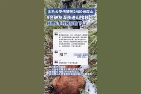 四川一金毛犬受伤被困海拔2400米的深山，9名驴友深夜进山搜救，耗费6小时将它抬下山图片
