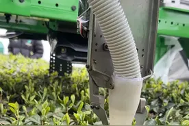 重庆首款采茶机器人上岗，能连续工作24小时 “老茶工”连连称赞图片