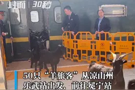 30秒丨50只“羊旅客”坐上慢火车 铁路职工当“羊倌”帮忙赶羊图片
