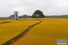 乡村振兴在行动｜贵州平坝：稻谷飘香看振兴图片
